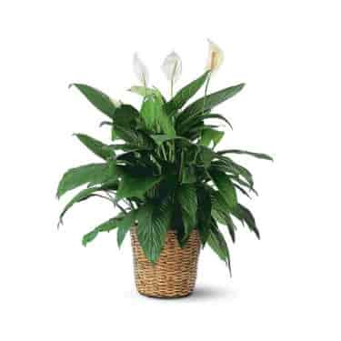 Spathiphyllum (large)